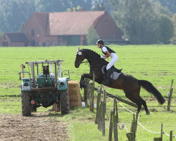 broodmare Wisper 17 (Hanoverian, 1999, from Wesley)