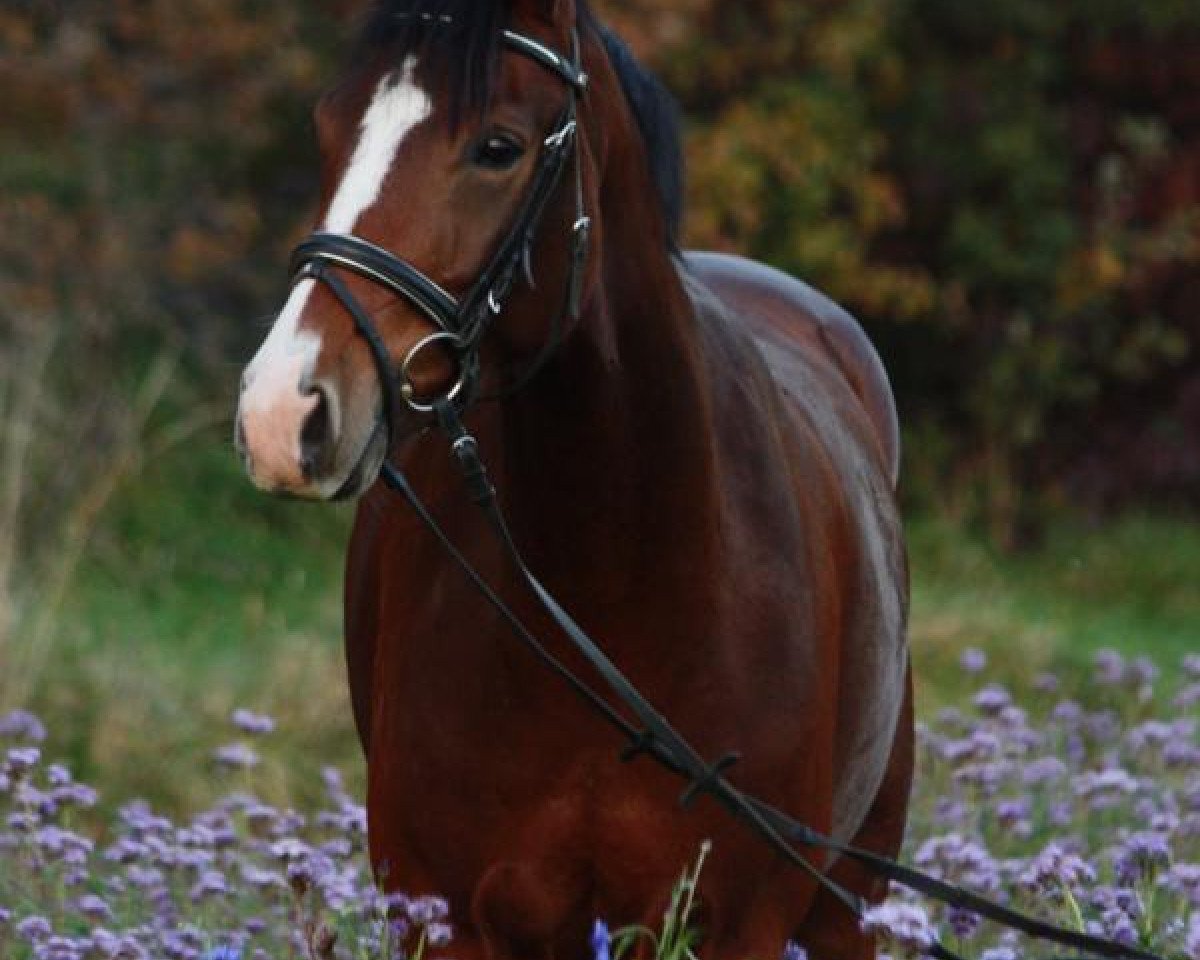 Dressurpferd Lordana 32 (Westfale, 2007, von Larson)