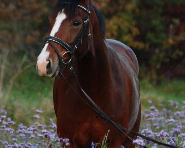 dressage horse Lordana 32 (Westphalian, 2007, from Larson)