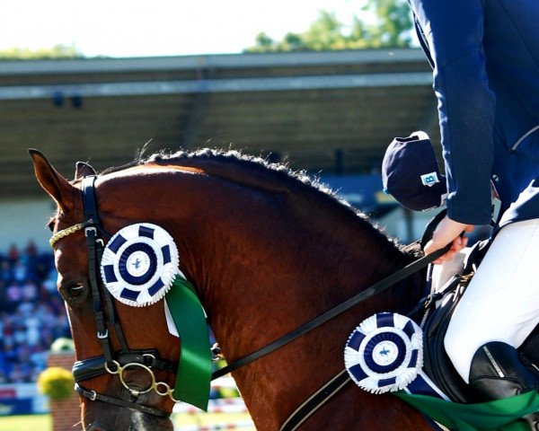 stallion Celta Yar (Spanish Sport Horse, 2002, from Elvis Amor)