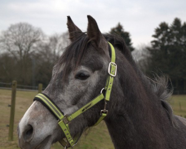 horse Doremi Dokkan (German Riding Pony, 2007, from Dein Sunnyboy)