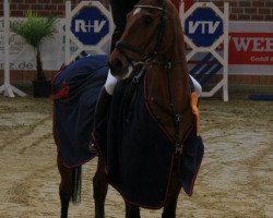jumper Pinocchio 216 (Danish Warmblood, 1993, from Hojagergards Lektor)