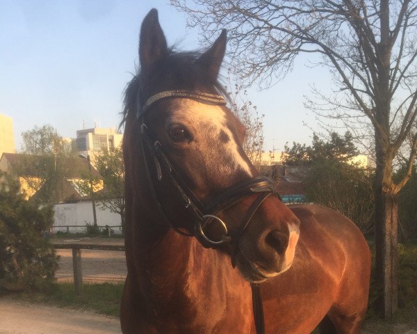 dressage horse Cain Rapunzel (Welsh-Cob (Sek. D), 2004, from Nebo Danny)