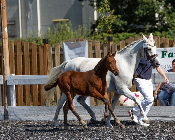Zuchtstute Gänseblümchen K.A. (Deutsches Reitpony, 2022, von Goliath van de Groenweg)