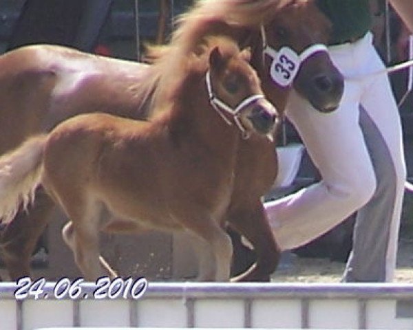 Pferd Orchidee vom Rindergraben (Shetland Pony, 2010, von Vulkan vom Melkweg)