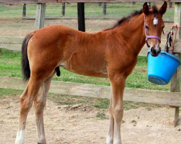 Pferd CF Royal Grand (Oldenburger, 2012, von Ruben O)