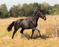 dressage horse Frõulein Frida 8 (Oldenburg, 2018, from Flying Nymphenburg OLD)