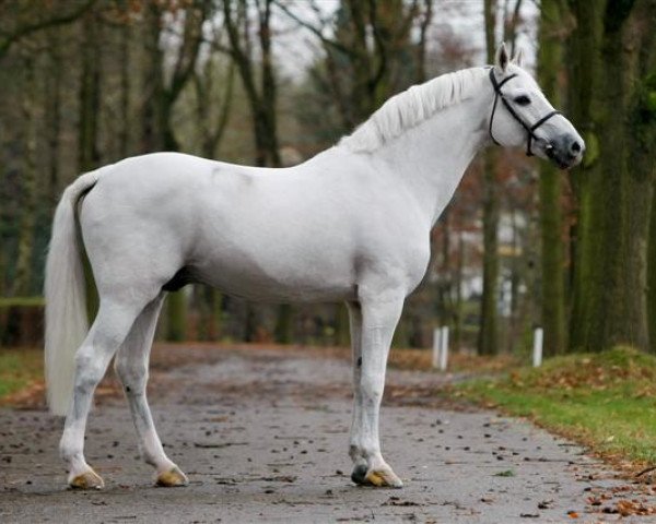 stallion Calato (Holsteiner, 1987, from Capitol I)