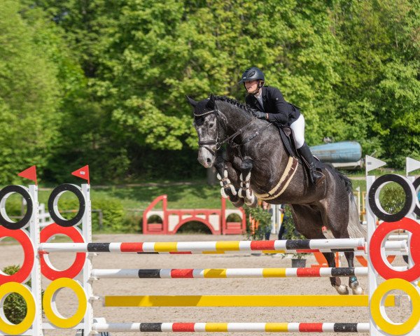 jumper Hope 125 (Hanoverian, 2017, from Hickstead White)