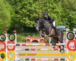 Springpferd Hope 125 (Hannoveraner, 2017, von HICKSTEAD WHITE)