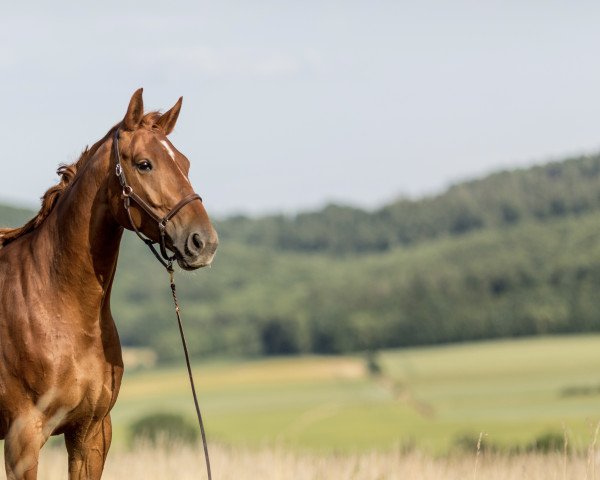 horse Espri‘s Phönix aus Asche (Westphalian, 2016, from Entertainment)