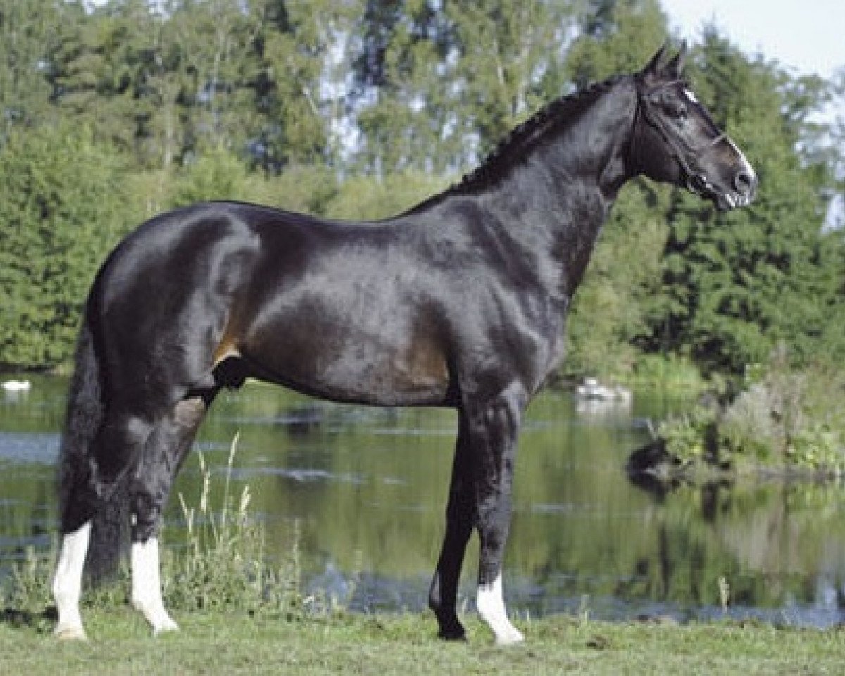Deckhengst Akribori (Holsteiner, 1996, von Acord II)