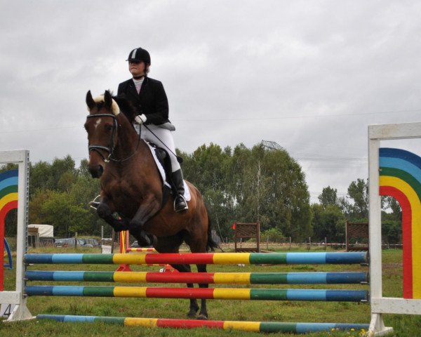 Zuchtstute Rabea (Rheinländer, 2004, von Rocket Star)