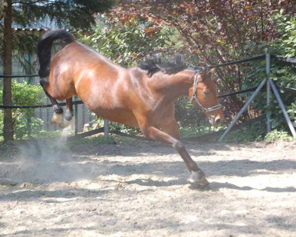 jumper Knockout 2 (Brandenburg, 1998, from Kulmann)