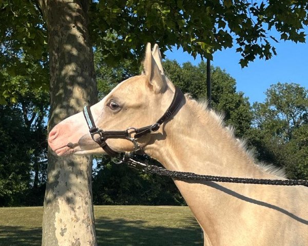horse Golden Diamond S (German Riding Pony, 2022, from Genesis BL)