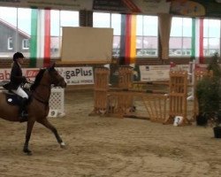 jumper Quinto 52 (Rhinelander, 2004, from Quidam's Rubin)