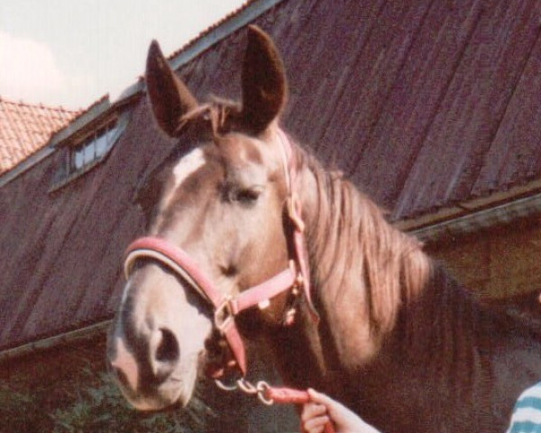 broodmare Gislinde (Finnish Warmblood, 1983, from Goldstern)