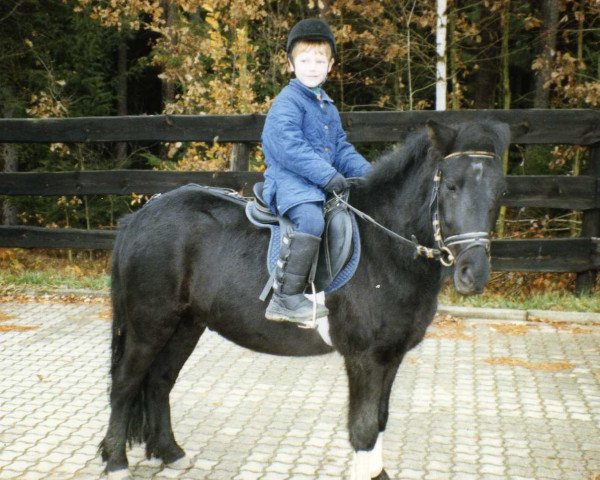 horse Mini-Joker (German Riding Pony,  )