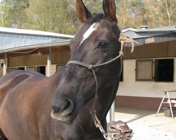 jumper Baloubelle (Rhinelander, 2002, from Baloubet du Rouet)