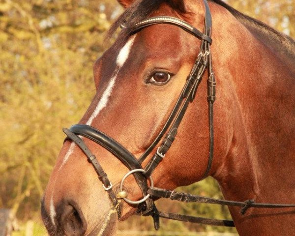 horse Will-Smith (Hanoverian, 2003, from Wolkenstein II) horse Will-Smith (Hanoverian, 2003, from Wolkenstein II)