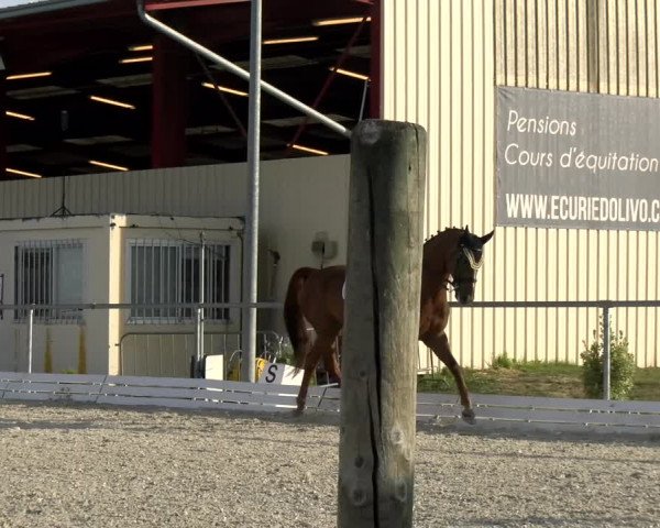 Reitturnier Dompierre 2022