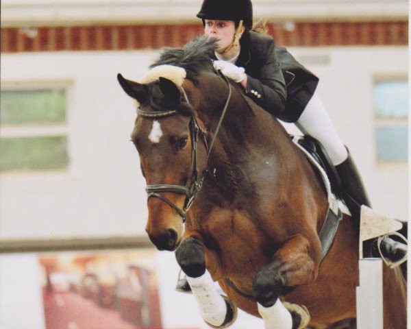 Springpferd Sambuca (Oldenburger, 2004, von Stedinger) Springpferd Sambuca (Oldenburger, 2004, von Stedinger)