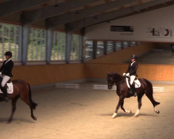 Reitturnier Münster-Amelsbüren 2022