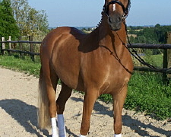 Dressurpferd Verrocchio YS (Deutsches Reitpony, 2006, von Valido's Boy)