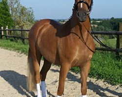 dressage horse Verrocchio YS (German Riding Pony, 2006, from Valido's Boy)
