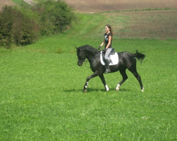 Springpferd Dylando (Deutsches Reitpony, 2003, von Dornik B) Springpferd Dylando (Deutsches Reitpony, 2003, von Dornik B)