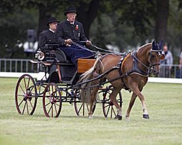 dressage horse Don't Confess (German Riding Pony, 2000, from FS Don't Worry)