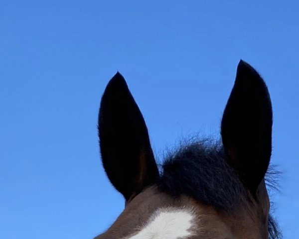 dressage horse Zodiac B (Oldenburg, 2012, from Zonik)