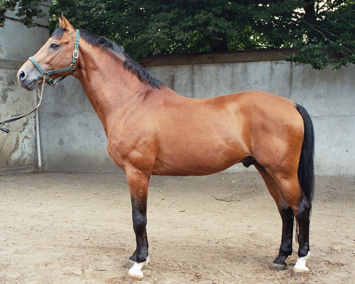 Deckhengst Lincolm L (Hannoveraner, 1992, von Landadel)