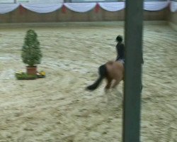 Zuchtstute Mandy (Deutsches Reitpony, 2001, von Mentos)