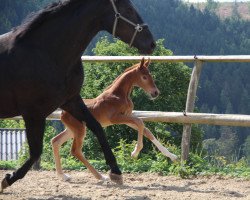horse Dödesberg's Dancing Queen SL (Westphalian, 2022, from Danciero 7)