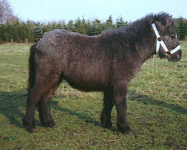 horse Remus (Shetland Pony, 1989, from Racker)