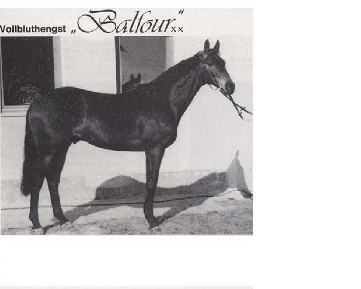 Deckhengst Balfour xx (Englisches Vollblut, 1969, von Neckar xx)