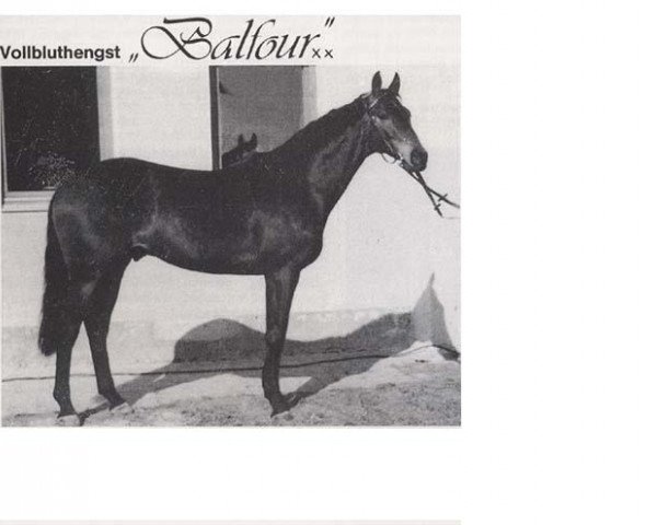Deckhengst Balfour xx (Englisches Vollblut, 1969, von Neckar xx) Deckhengst Balfour xx (Englisches Vollblut, 1969, von Neckar xx)