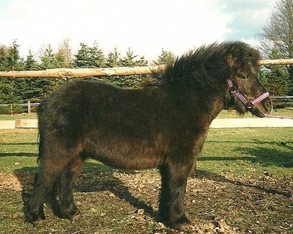 horse Raven of Heatherway (Dt.Part-bred Shetland pony, 1990, from Racker)