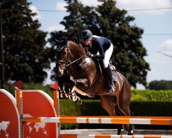jumper Di Quanthago 1919 Z (Zangersheide riding horse, 2017, from Diamant de Semilly)