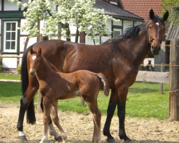 broodmare Werena (Hanoverian, 1997, from Witbooi)