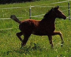 horse Charlotte Deja vu (Oldenburg show jumper, 2022, from Collando von Alfen)