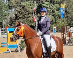 stallion Der Kleine Strolch R (German Riding Pony, 2016, from Drei D AT)