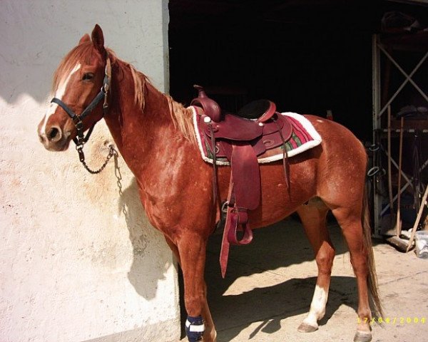 horse Dancer (Appaloosa, 1999, from Horse of Geronimo) horse Dancer (Appaloosa, 1999, from Horse of Geronimo)