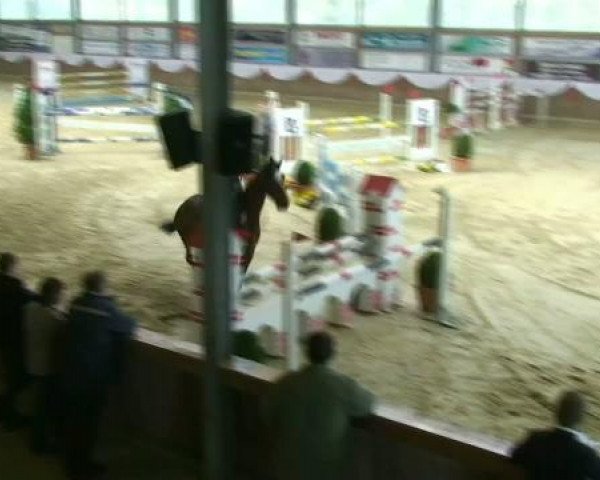 jumper Elastiboy (Belgian Warmblood, 2001, from Sun Light van de Zuuthoeve)