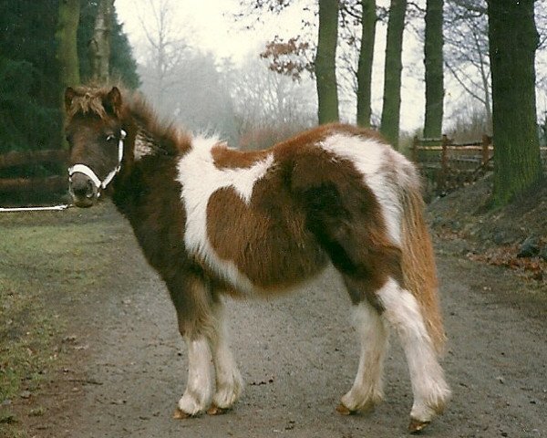 horse Roxana of Heatherway (Dt.Part-bred Shetland pony, 1991, from Robin Hood)