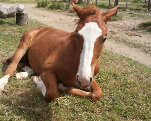 horse Professor Freund (Westphalian, 2010, from Pilgrims Son)