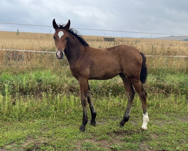 horse Sissely MM (German Sport Horse, 2022, from Darwin Z)