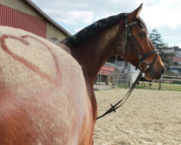 Springpferd Pumuckel E (Westfale, 2007, von Praktiker)