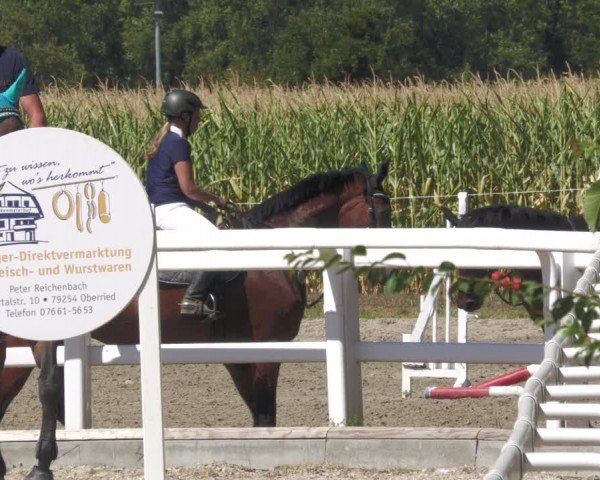 Reitturnier Gundelfingen 2022